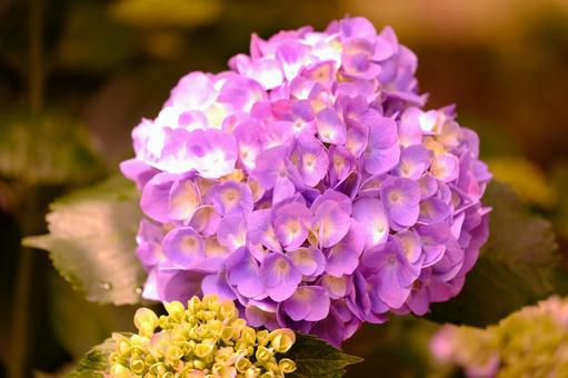 紫陽花 紫陽花の写真