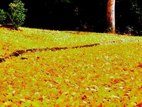 日本の紅葉 日本の紅葉 こうよう,銀杏,いちょうの写真素材