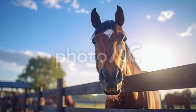 牧場の柵から顔をのぞかせる馬 馬,柵,家畜の写真素材
