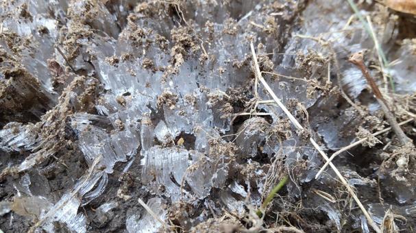 霜柱のようす 霜柱のようす 霜柱,冬,氷の写真素材