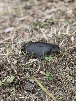 A soft-shelled turtle sunning itself, JPG A soft-shelled turtle sunning itself, JPG