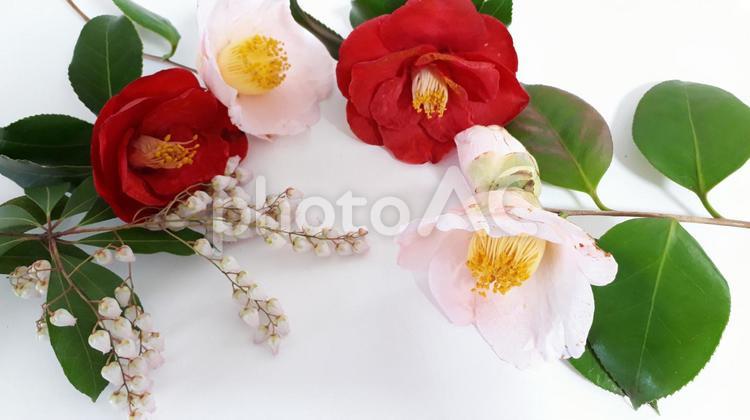 祝賀　花　和風 椿,新しい,新鮮の写真素材