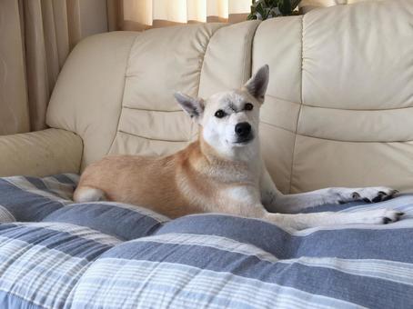 ソファでくつろぐ犬 ソファでくつろぐ犬 犬,飼い犬,ソファの写真素材
