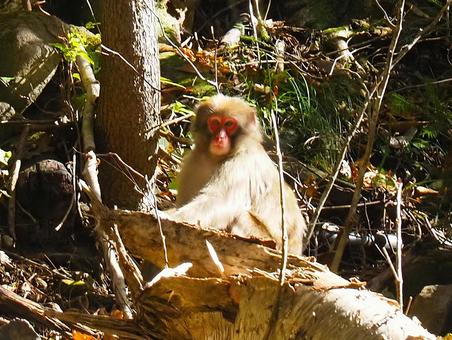 ニホンザルの写真