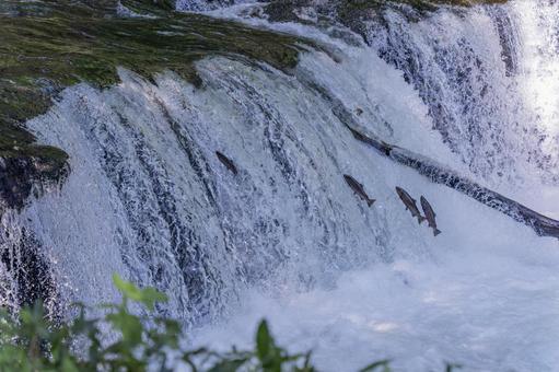Photo, cherry salmon, sakura falls, waterfall, 