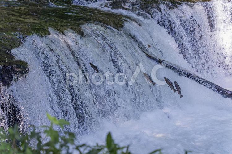 サクラマスの遡上②　さくらの滝 サクラマス,さくらの滝,滝の写真素材
