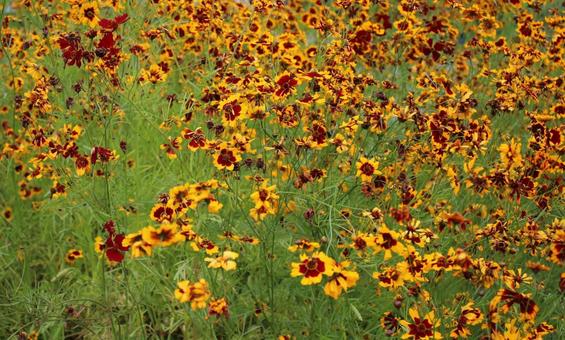 ハルシャギクの花 ハルシャギクの花の写真