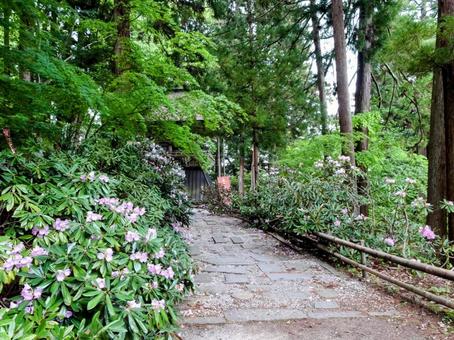 シャクナゲ咲く参道の写真