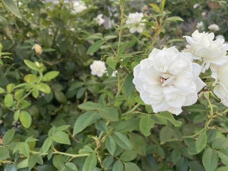 白薔薇 白薔薇の写真