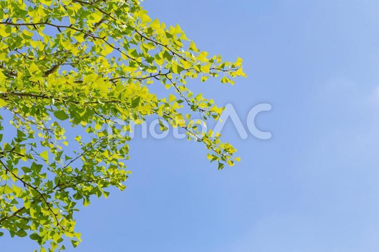 綺麗な青空と緑の葉の素材画像① 木,葉,緑の写真素材