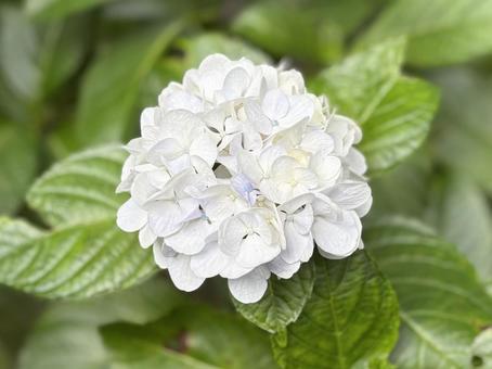 白のアジサイ 白のアジサイ あじさい,紫陽花,花の写真素材