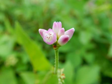 【花の写真】ミゾソバ(溝蕎麦) 【花の写真】ミゾソバ(溝蕎麦)の写真