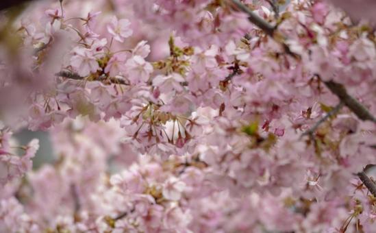 満開の桜の花 満開の桜の花の写真