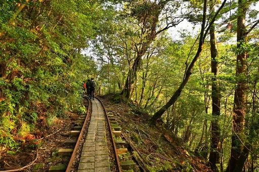 屋久島の早朝のトロッコ道 屋久島の早朝のトロッコ道の写真