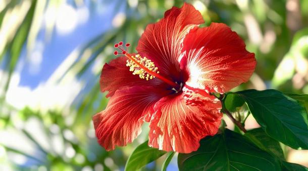 ハイビスカス 03の写真