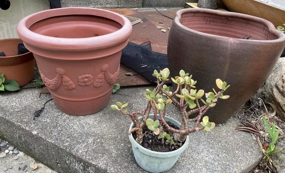 庭の鉢 庭の鉢の写真