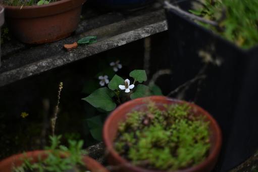 庭にひっそりと咲くドクダミの白い花 庭にひっそりと咲くドクダミの白い花 ドクダミ,白い花,ガーデニングの写真素材