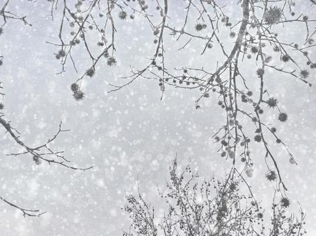 冬の景色 4 冬の景色 4 大雪,吹雪,背景の写真素材
