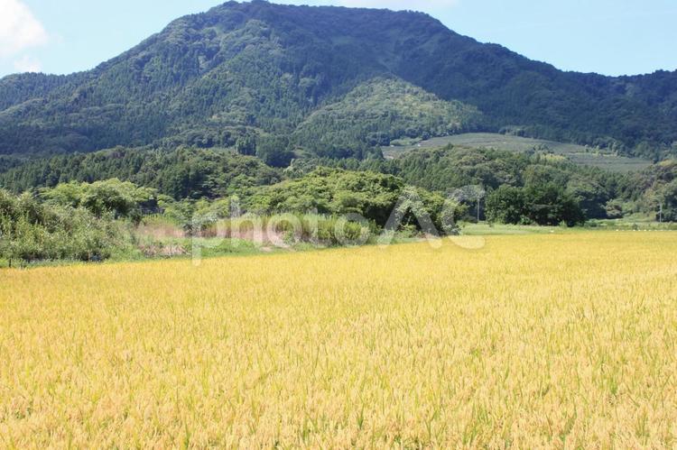 実りの季節 風景,山,畑の写真素材