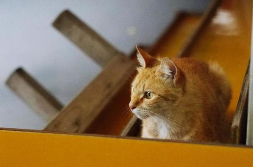 黄色い階段の上の猫 猫,ネコ,動物の写真素材