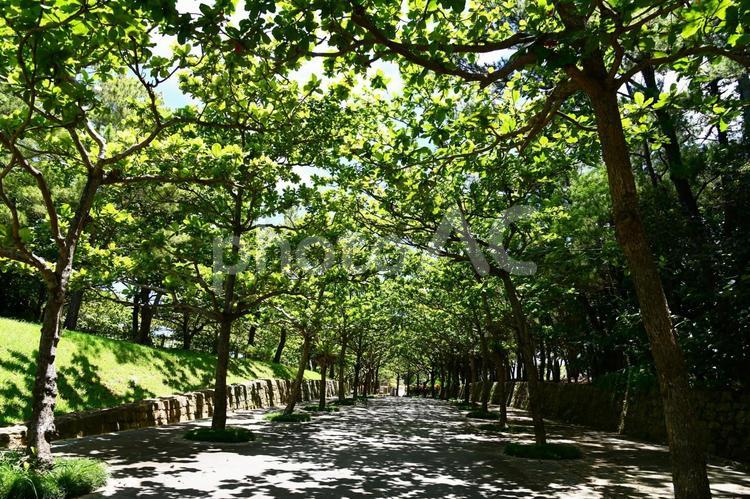 新緑の木々と散歩道 沖縄,自然,植物の写真素材