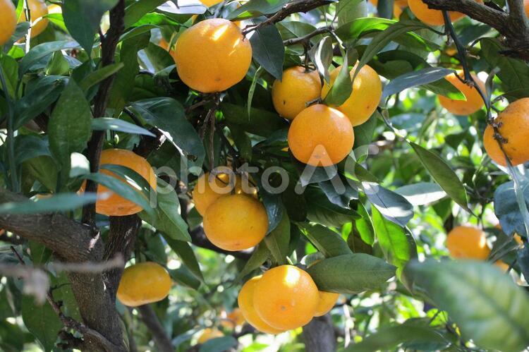 蜜柑の木 健康,木,果物の写真素材