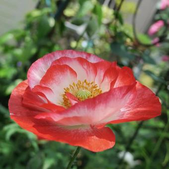 ポピー ポピー ポピー,花,5月の写真素材