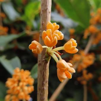 キンモクセイ(金木犀) キンモクセイ(金木犀) キンモクセイ,金木犀,花の写真素材