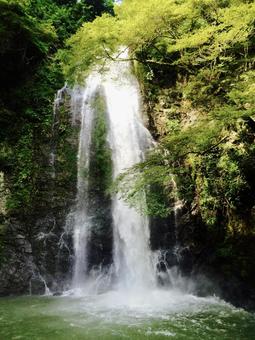 箕面大滝 箕面大滝の写真