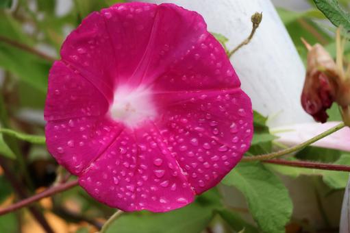 濃いピンクの花びらに水滴がたくさんの朝顔 濃いピンクの花びらに水滴がたくさんの朝顔 濃い,ピンク,花びらの写真素材