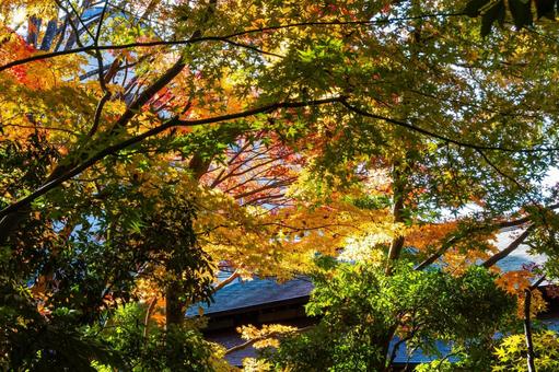 もみじ公園の秋⒄ 秋,紅葉,モミジの写真素材