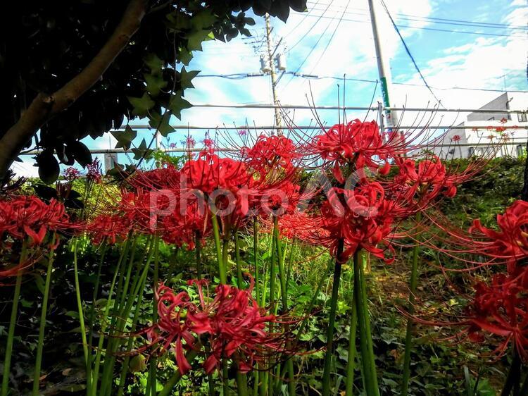 花　土手に咲く彼岸花(群生) 彼岸花,ヒガンバナ,花の写真素材