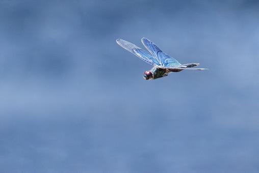 Male Butterfly Dragonfly in flight, JPG Male Butterfly Dragonfly in flight, JPG