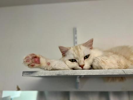A cat showing off its paws on a cat tower, JPG A cat showing off its paws on a cat tower, JPG