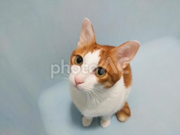 遊んでほしい顔の茶トラネコ ねこ,cat,ペットの写真素材