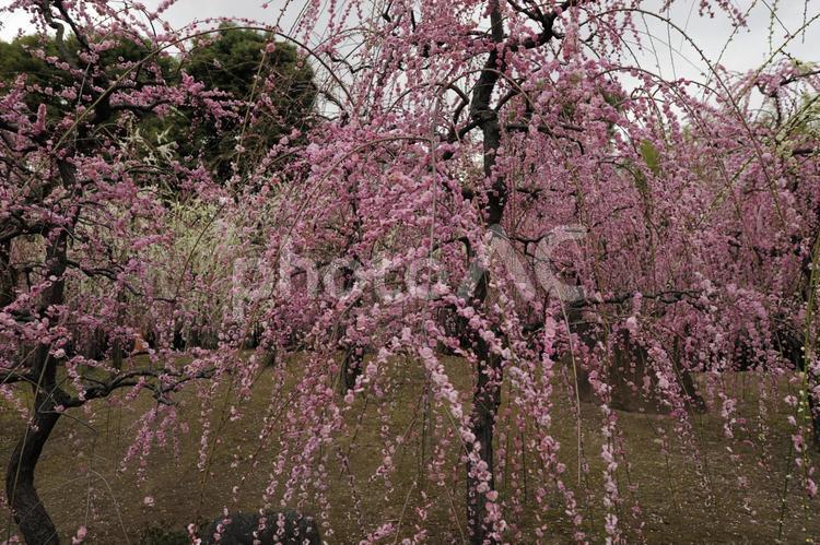 城南宮の枝垂れ梅 樹木,自然,景色の写真素材