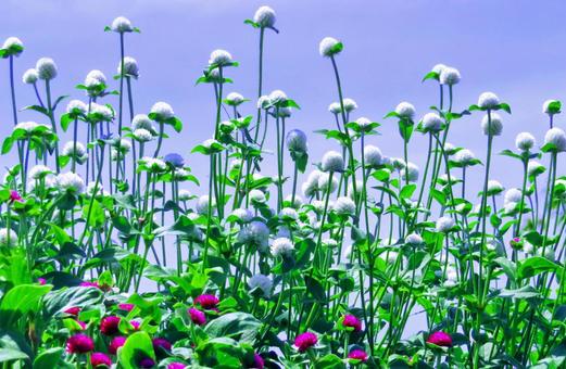 センニチコウの花 センニチコウの花 センニチコウ,花,白の写真素材