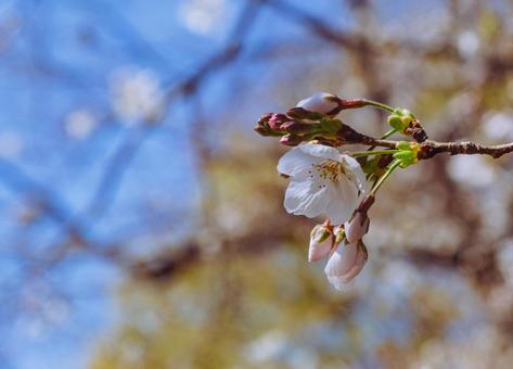 ソメイヨシノ桜2ー49 ソメイヨシノ桜2ー49の写真