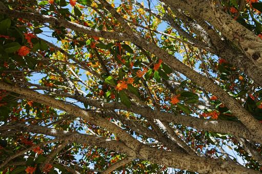 金木犀 金木犀,キンモクセイ,秋の写真素材