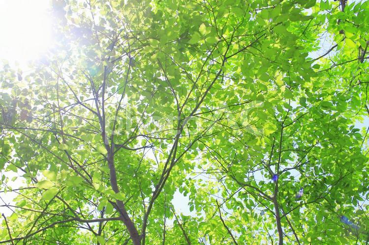 新緑と木漏れ日 新緑,緑,グリーンの写真素材