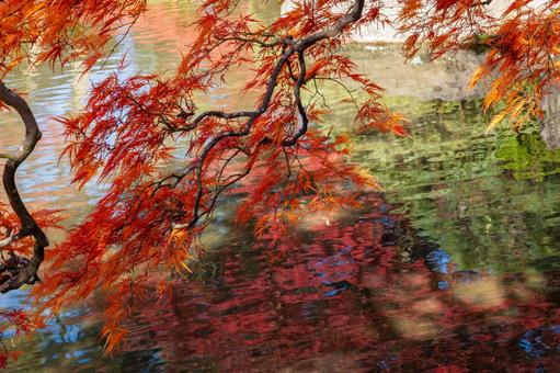 もみじ公園の秋⑾ 秋,紅葉,モミジの写真素材