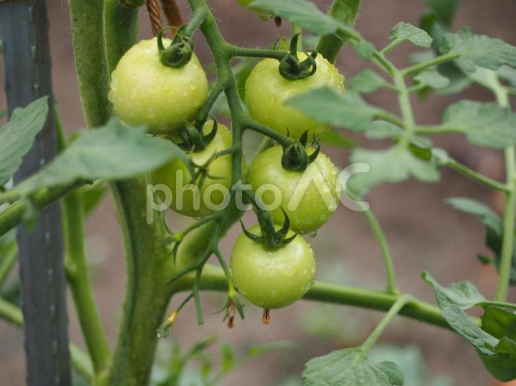 夏野菜　家庭菜園のプチトマト③ トマト,とまと,夏野菜の写真素材