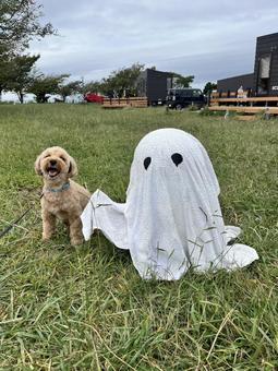 マルプー けんけん マルプー けんけん 犬,かわいい,マルプーの写真素材