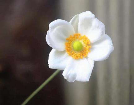 アネモネの仲間 秋明菊,花,flowerの写真素材