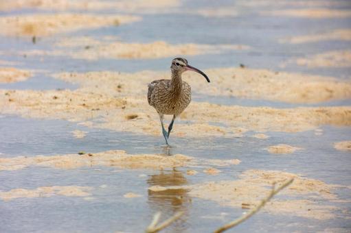 Photo, cuttlefish, siki, travelers, 