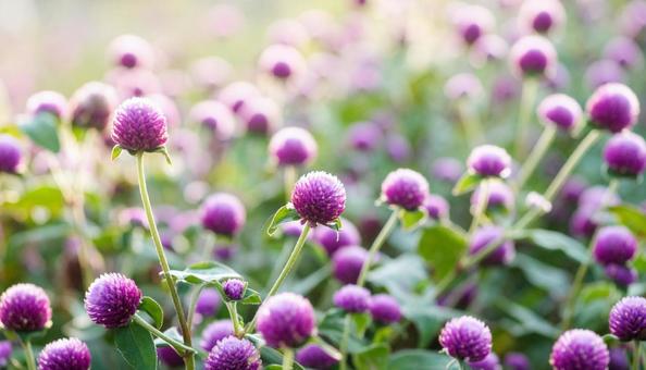 夏から秋の花 センニチコウ 夏から秋の花 センニチコウの写真