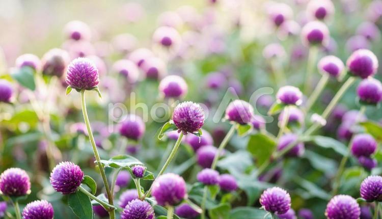 夏から秋の花　センニチコウ センニチコウ,夏,秋の写真素材