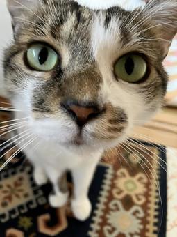 カメラを覗きこむ猫ちゃん 猫,家猫,保護猫の写真素材