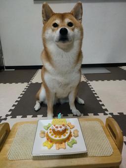 柴犬くるみ6歳のお誕生日！ 犬用ケーキ,ケーキ,柴犬の写真素材