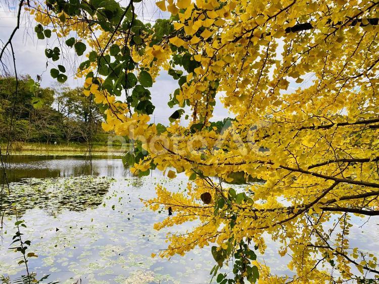 秋の貯水池と紅葉した銀杏 銀杏,イチョウ,紅葉の写真素材